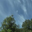 Cloud effect. Cambridge Tree Trust